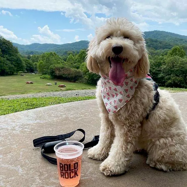 Dogs are welcome on the outdoor patio. 