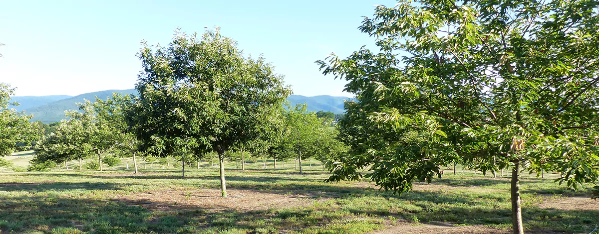 East Rockingham Chestnuts in Elkton 