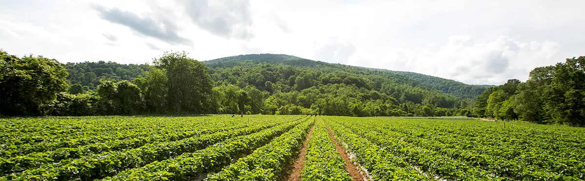 Chiles Peach Orchard in Crozet 