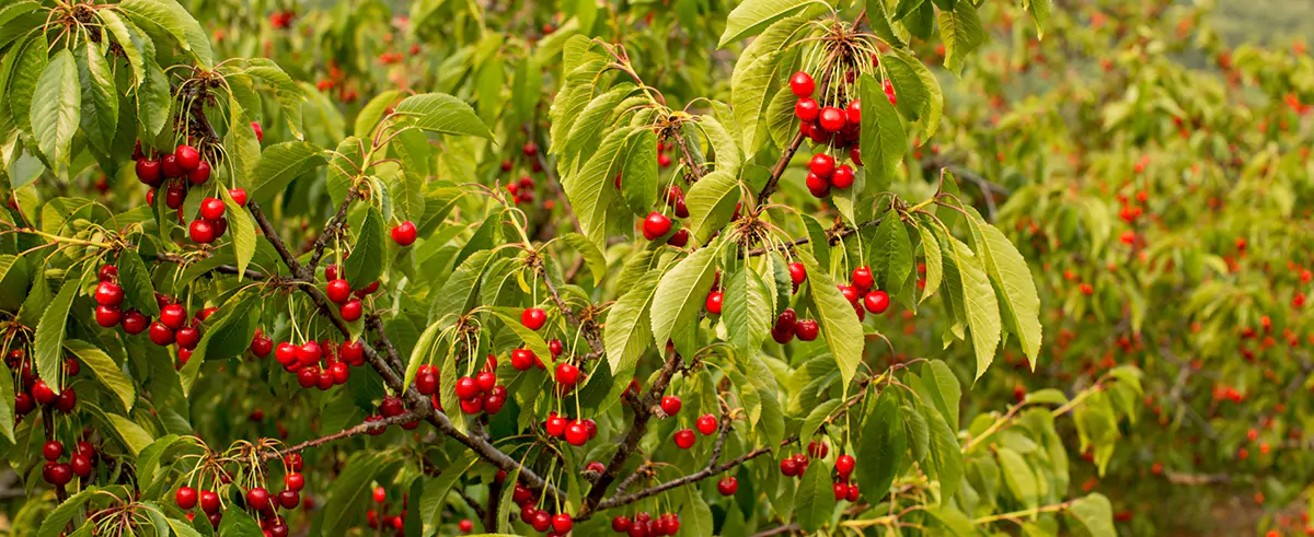 Spring Valley Orchard in Afton