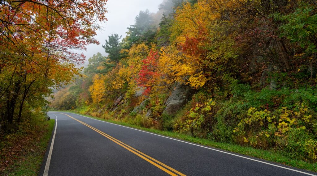 Road with colorful trees on the side.