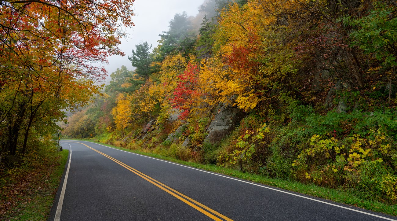 Road with colorful trees on the side.