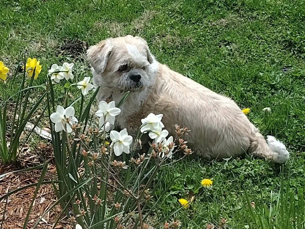 Dog.